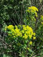 Image of Marsh Spurge