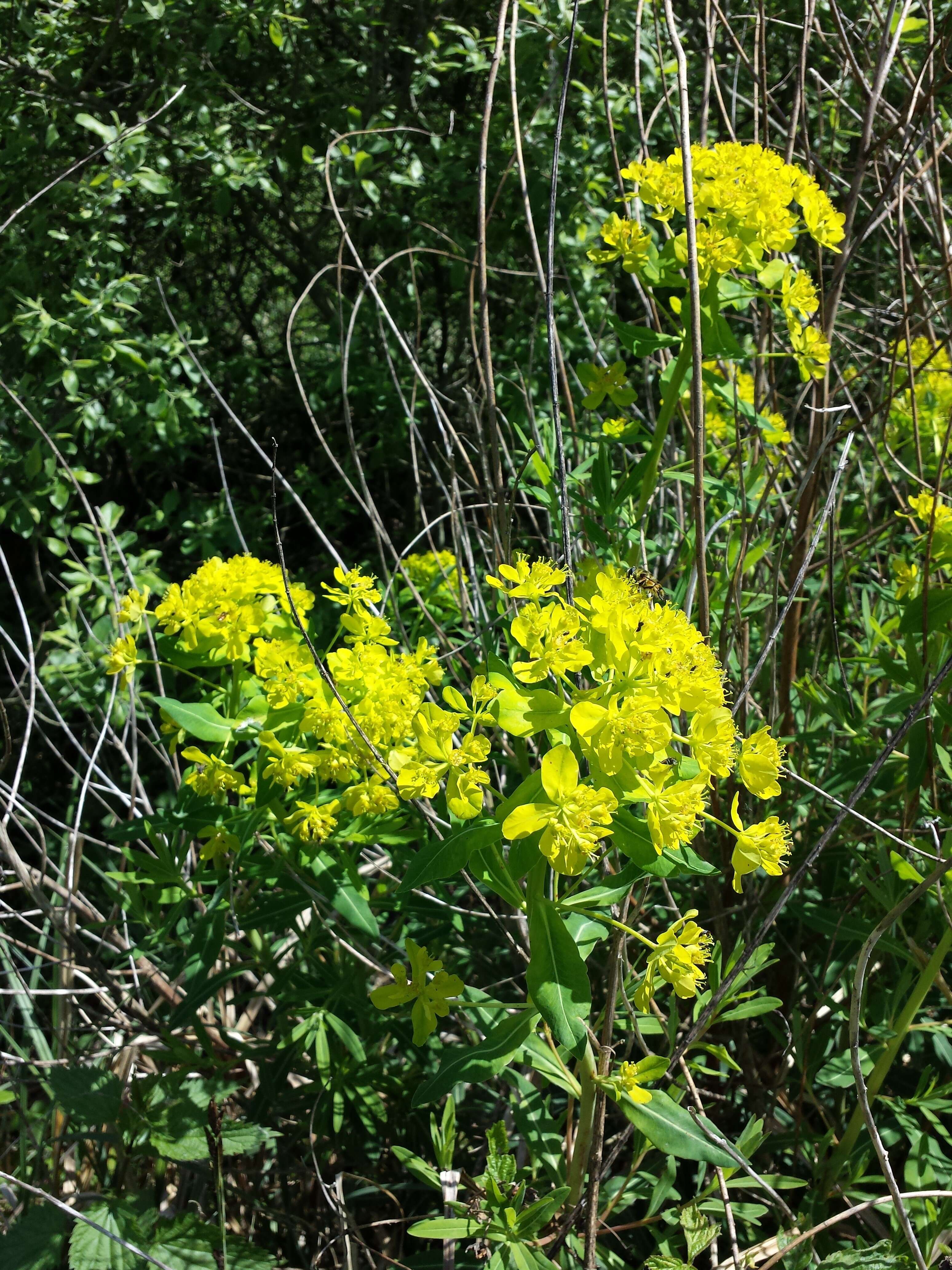 Image of Marsh Spurge