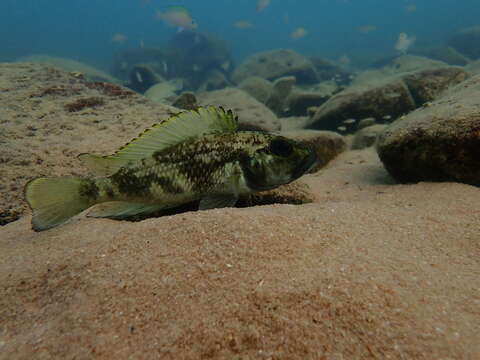 Lamprologus lemairii Boulenger 1899 resmi