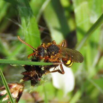 Image of Nomada lathburiana (Kirby 1802)