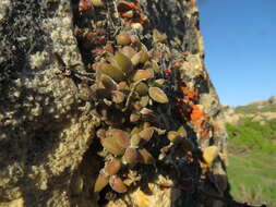 Image of Crassula ammophila Tölken