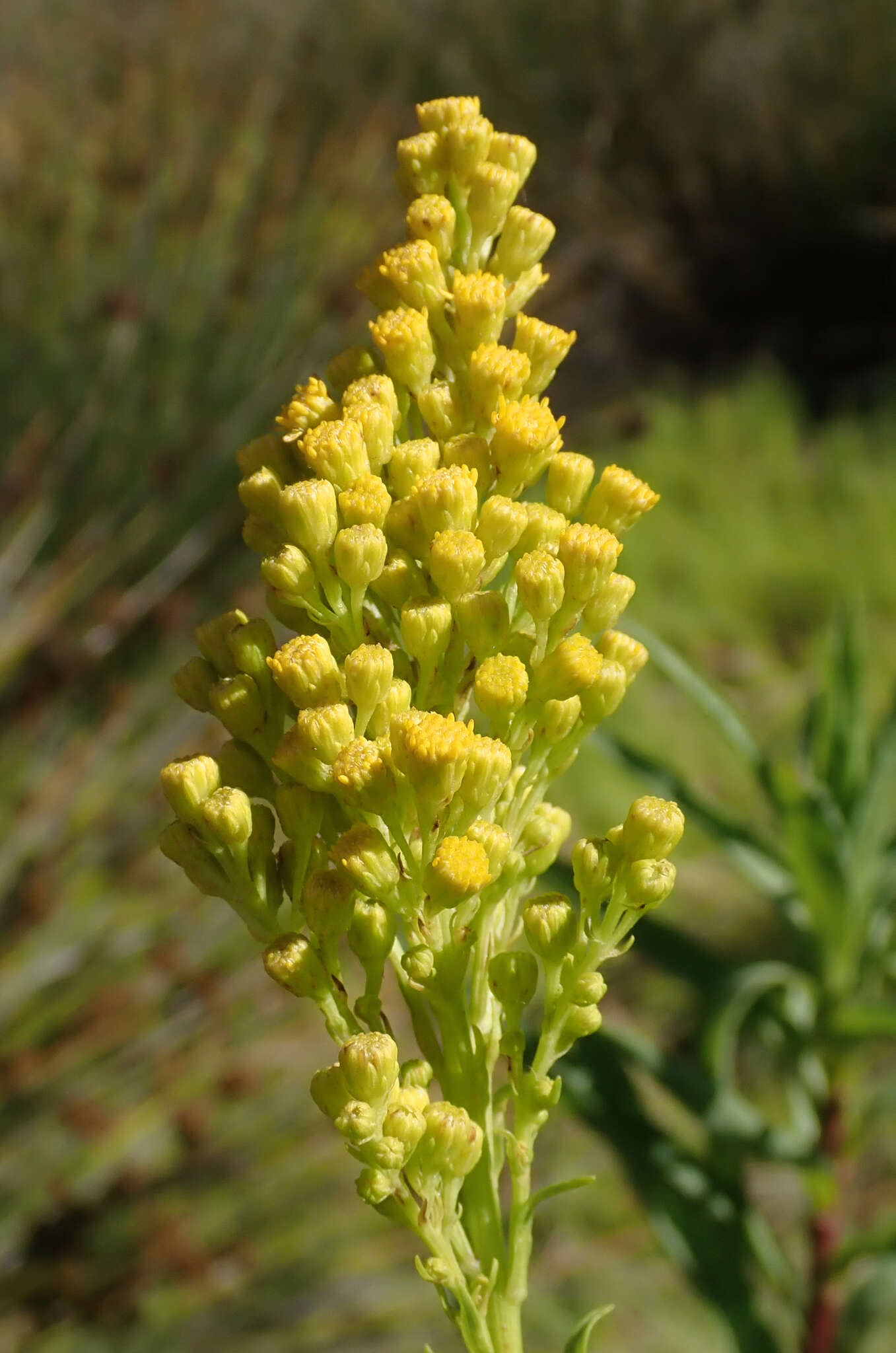 Image of Southern Goldenrod