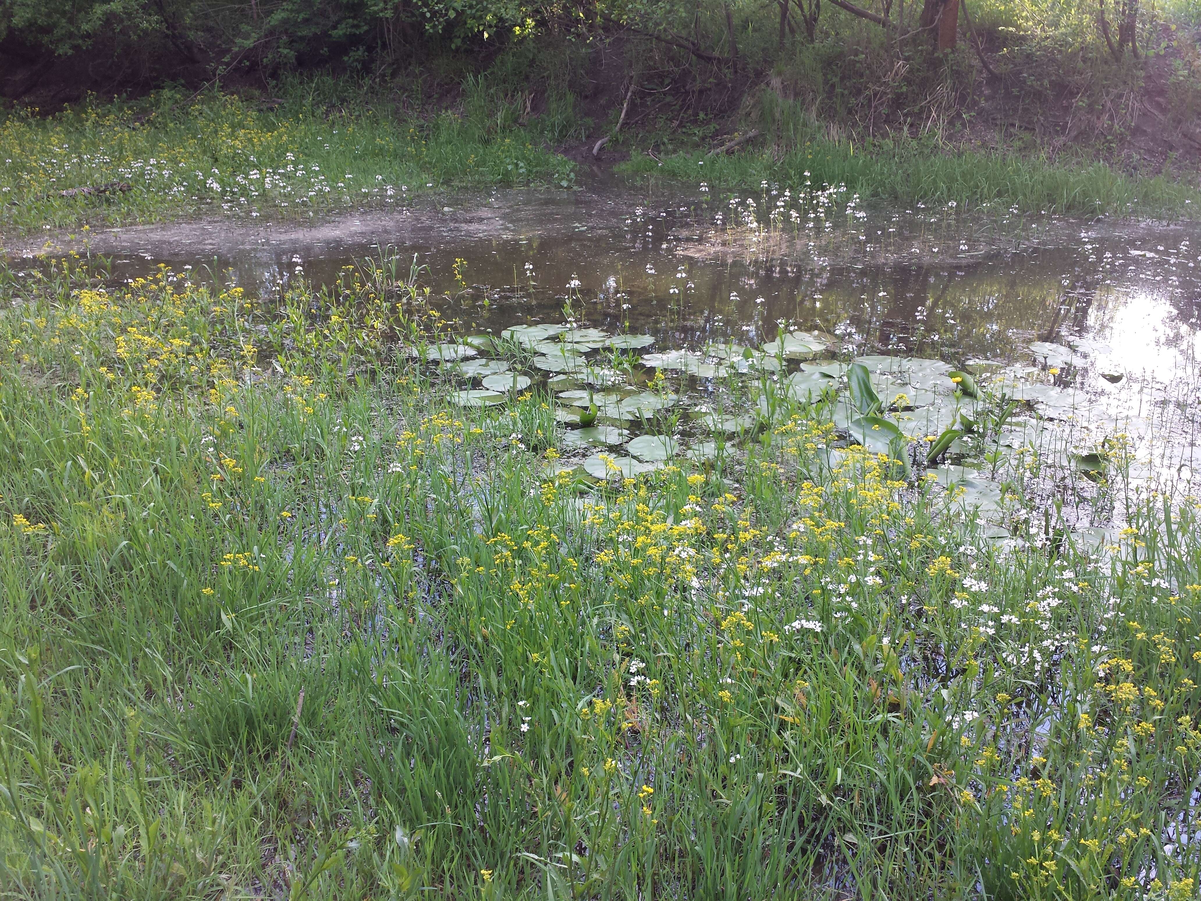 Image of Featherfoil