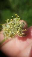 Image de Lomatium dasycarpum subsp. tomentosum (Benth.) Theob.