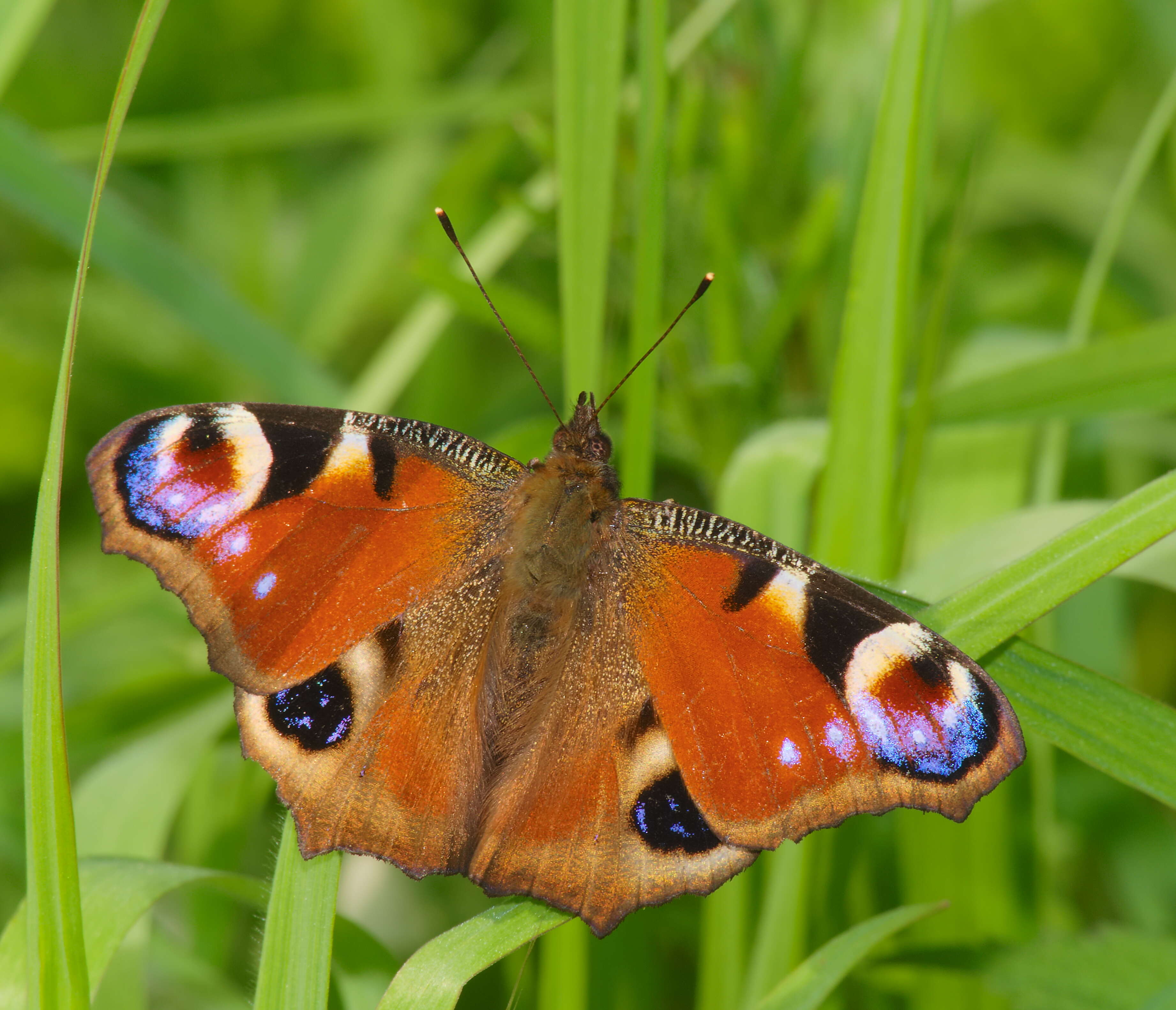 Image of Aglais io