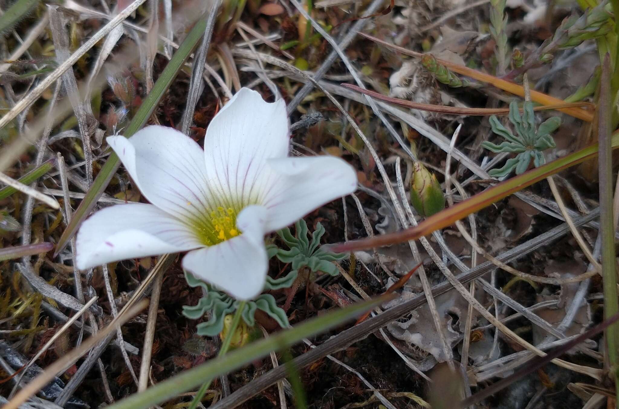 Image of Oxalis laciniata Cav.