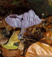 Image of Laccaria amethystina Cooke 1884