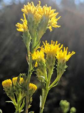 Image of Isocoma menziesii var. menziesii