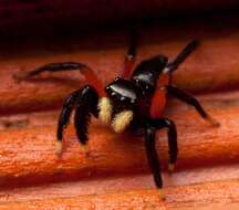 Image of Contrasting Jumping Spider