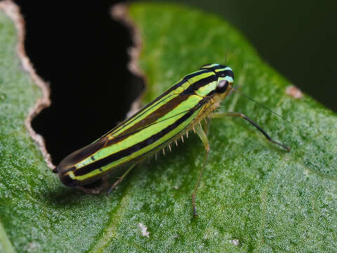 Image of Sibovia taeniatifrons (Schmidt & E. 1928)