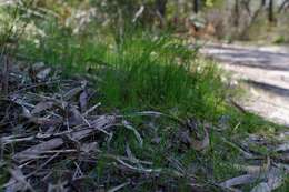 Image of Dusky fingers orchid