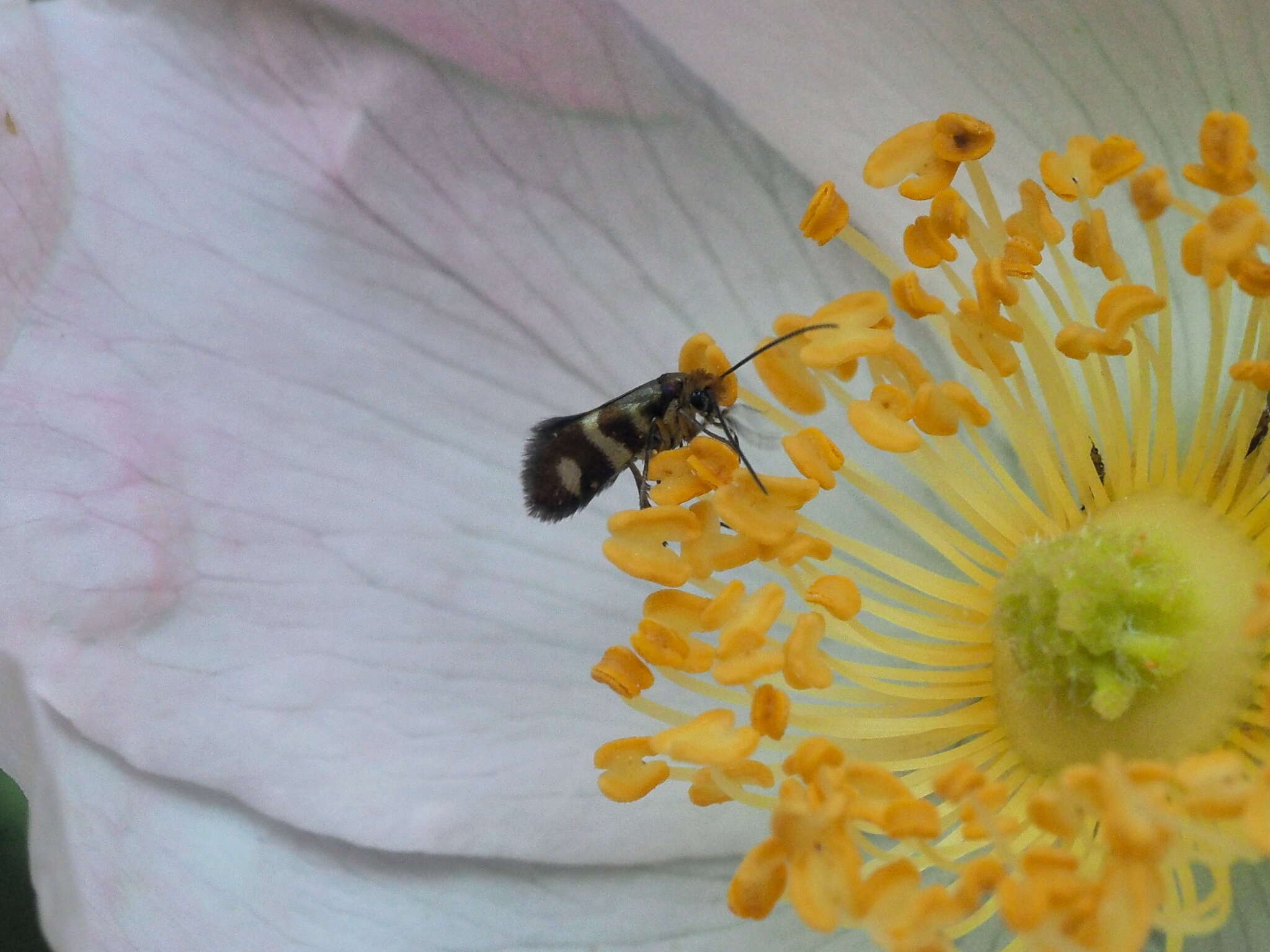 Imagem de Micropterix maschukella Alphéraky 1870