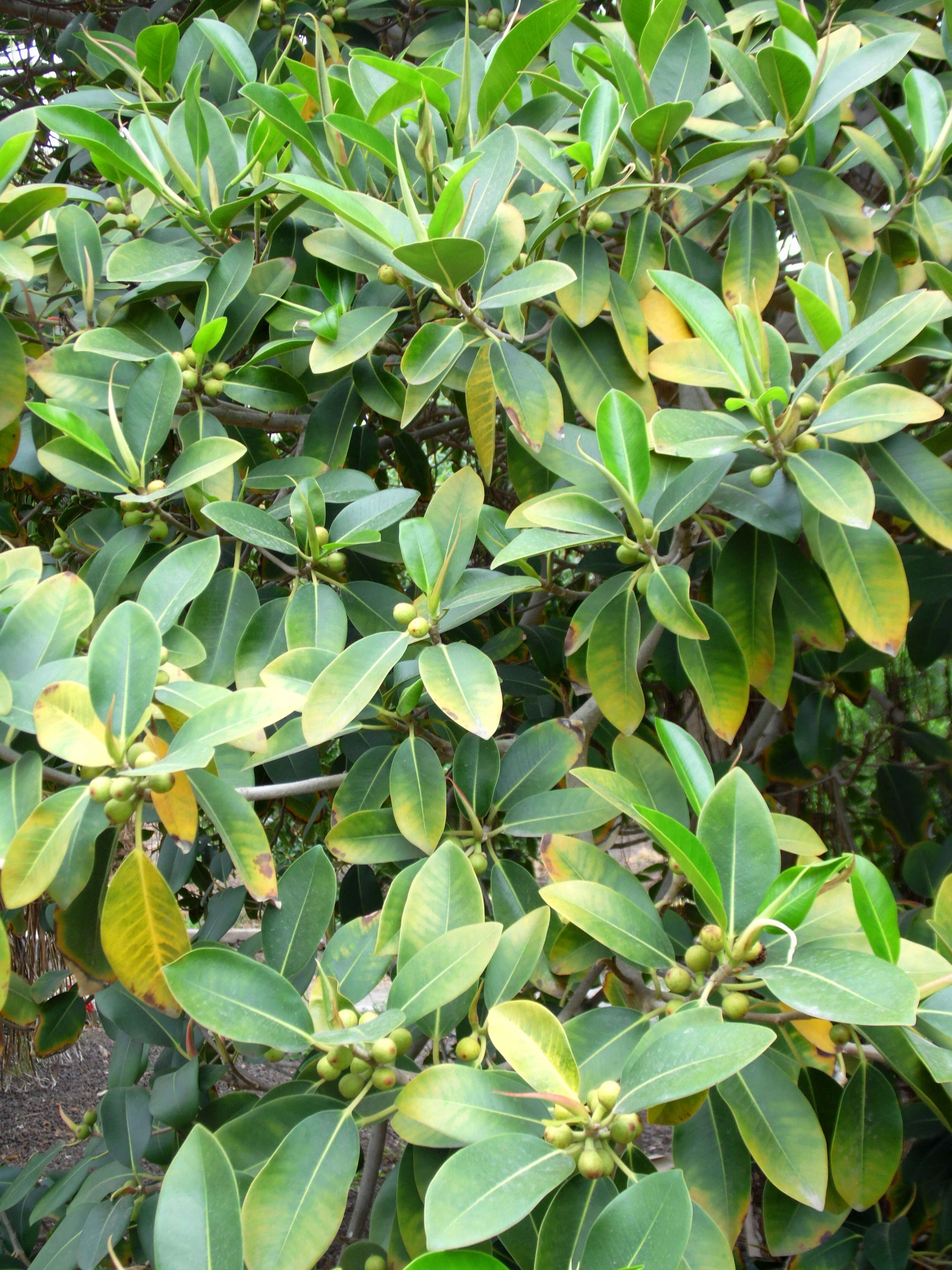 Image of Port Jackson fig