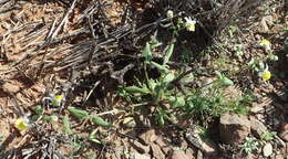 Image of Nemesia anisocarpa E. Mey. ex Benth.