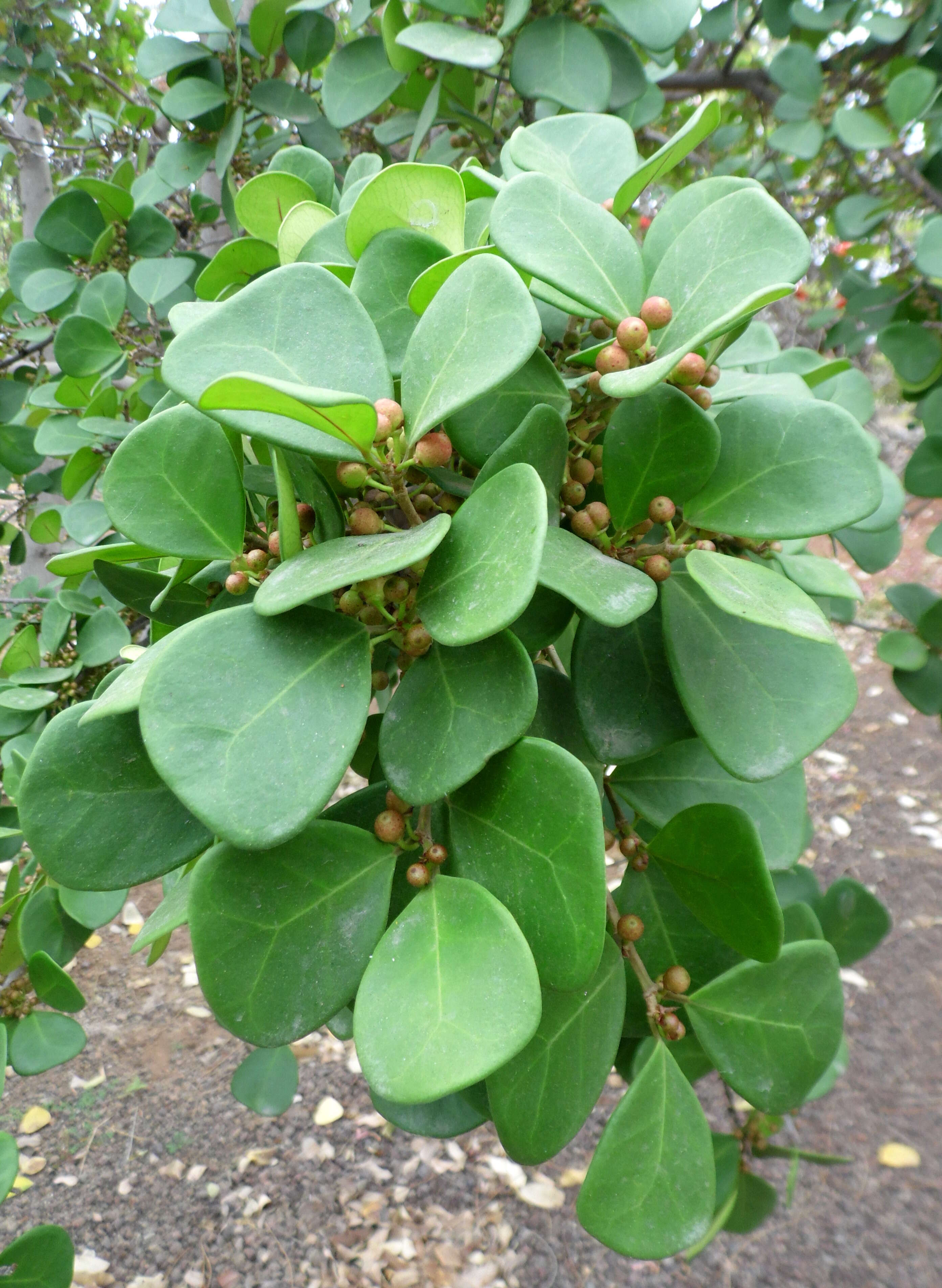 Image of Bark Cloth Fig