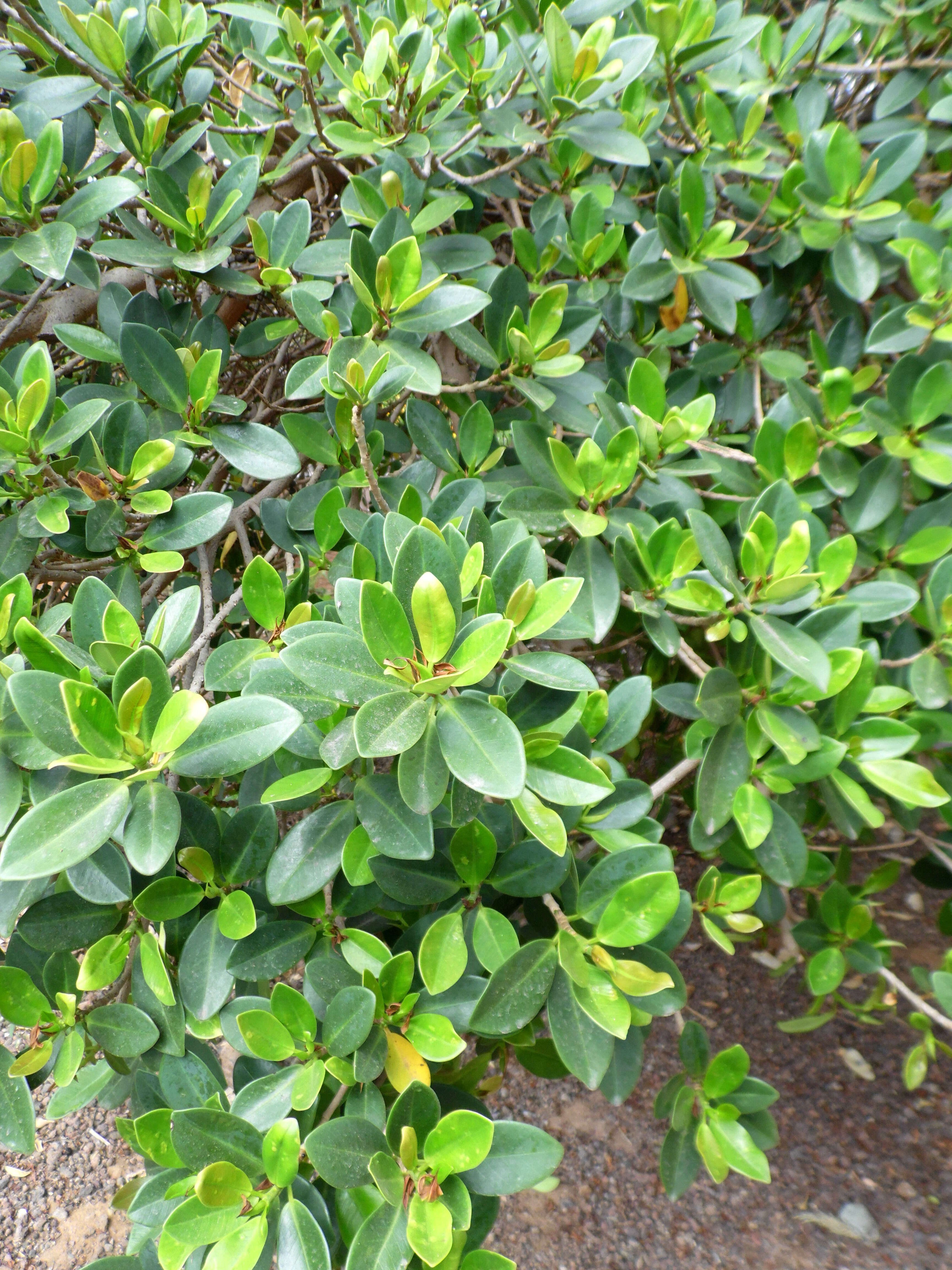 Image of Jamaican cherry fig