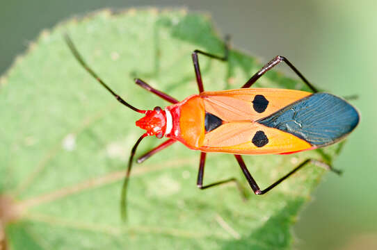 Image of Cotton Stainers (several spp.)