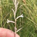 Image de Aloe bergeriana (Dinter) Boatwr. & J. C. Manning