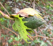 Imagem de Gossypium arboreum L.