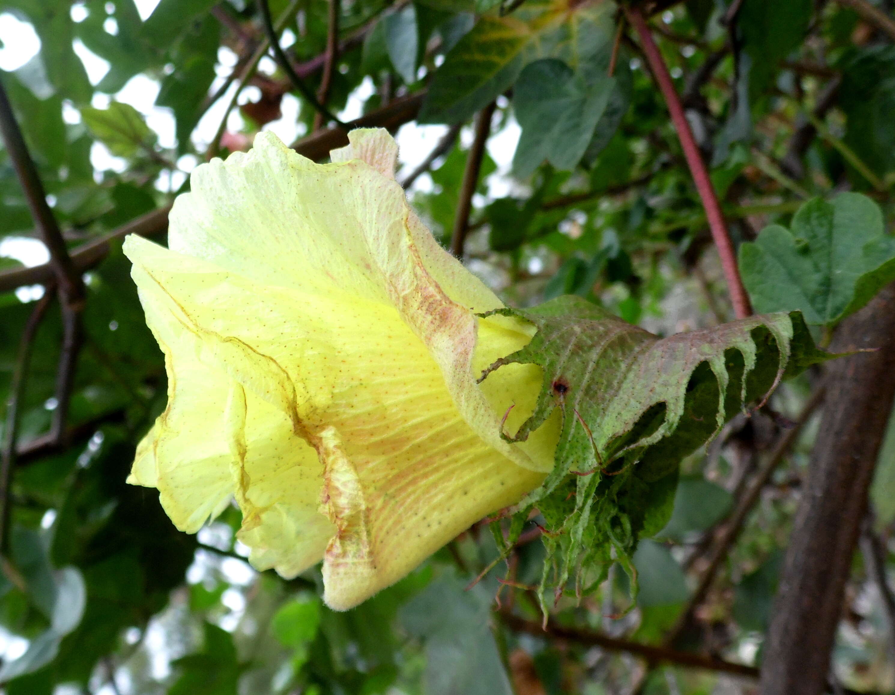 Imagem de Gossypium arboreum L.