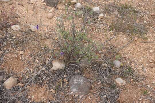 Image of Moraea regalis Goldblatt & J. C. Manning