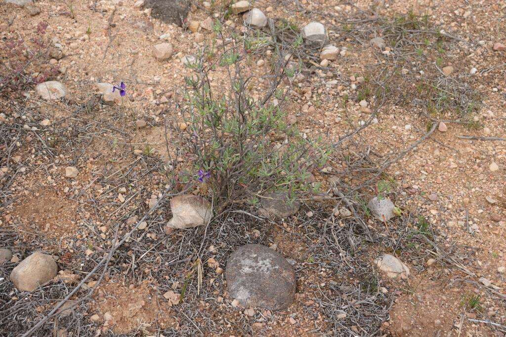 Image of Moraea regalis Goldblatt & J. C. Manning