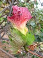 Imagem de Gossypium arboreum L.