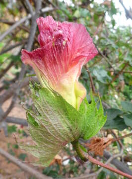 Imagem de Gossypium arboreum L.