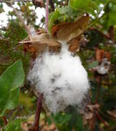 Imagem de Gossypium arboreum L.