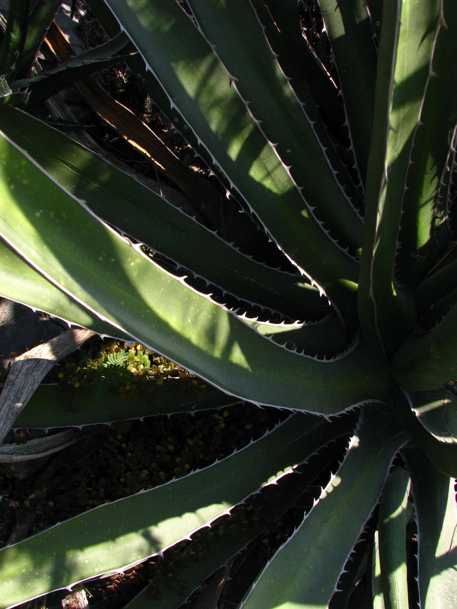 Image of Agave difformis A. Berger