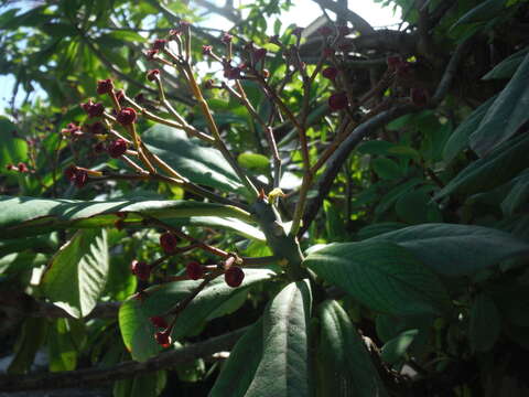 Image of Euphorbia umbellata (Pax) Bruyns