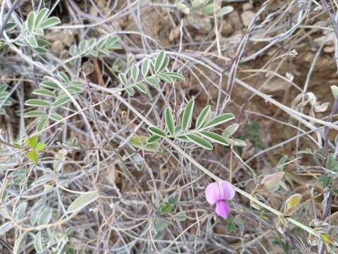 Image of Tephrosia palmeri S. Watson