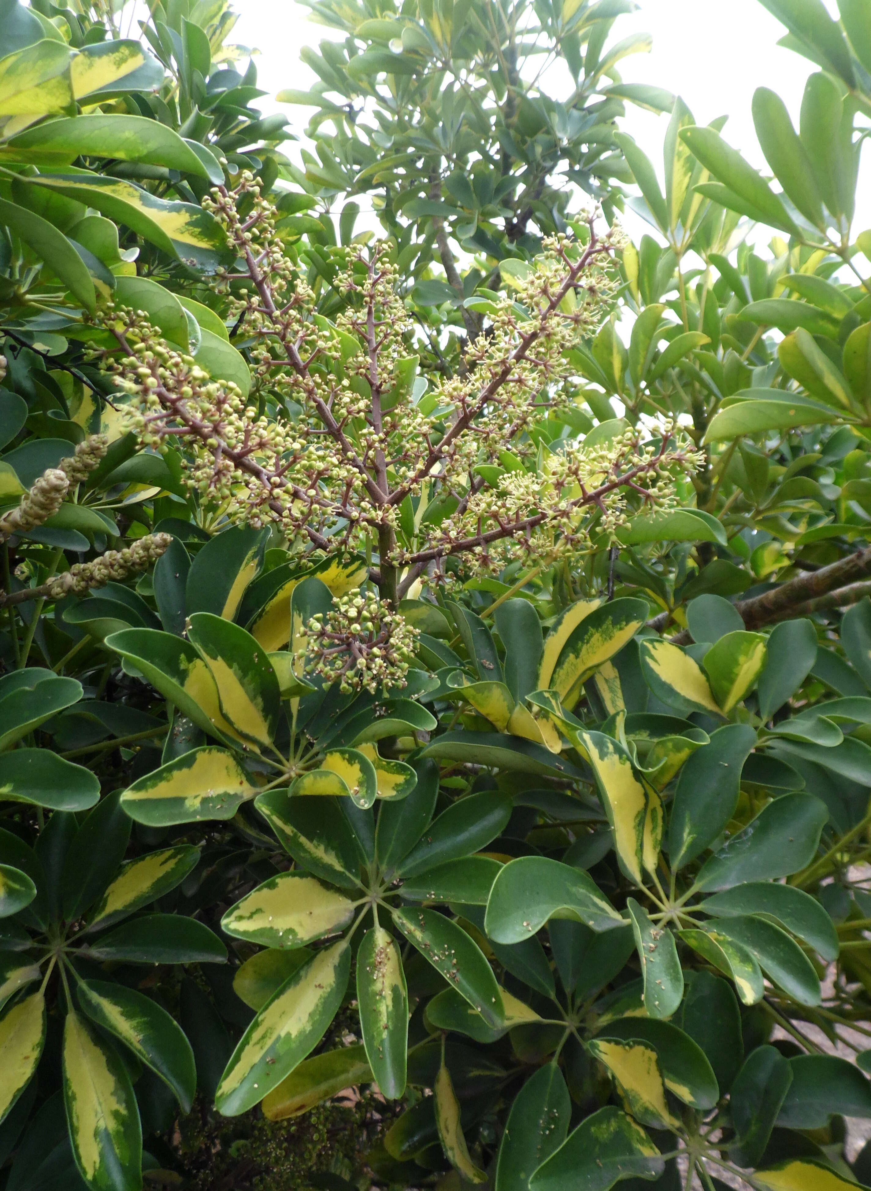 Image of Dwarf Umbrella Tree