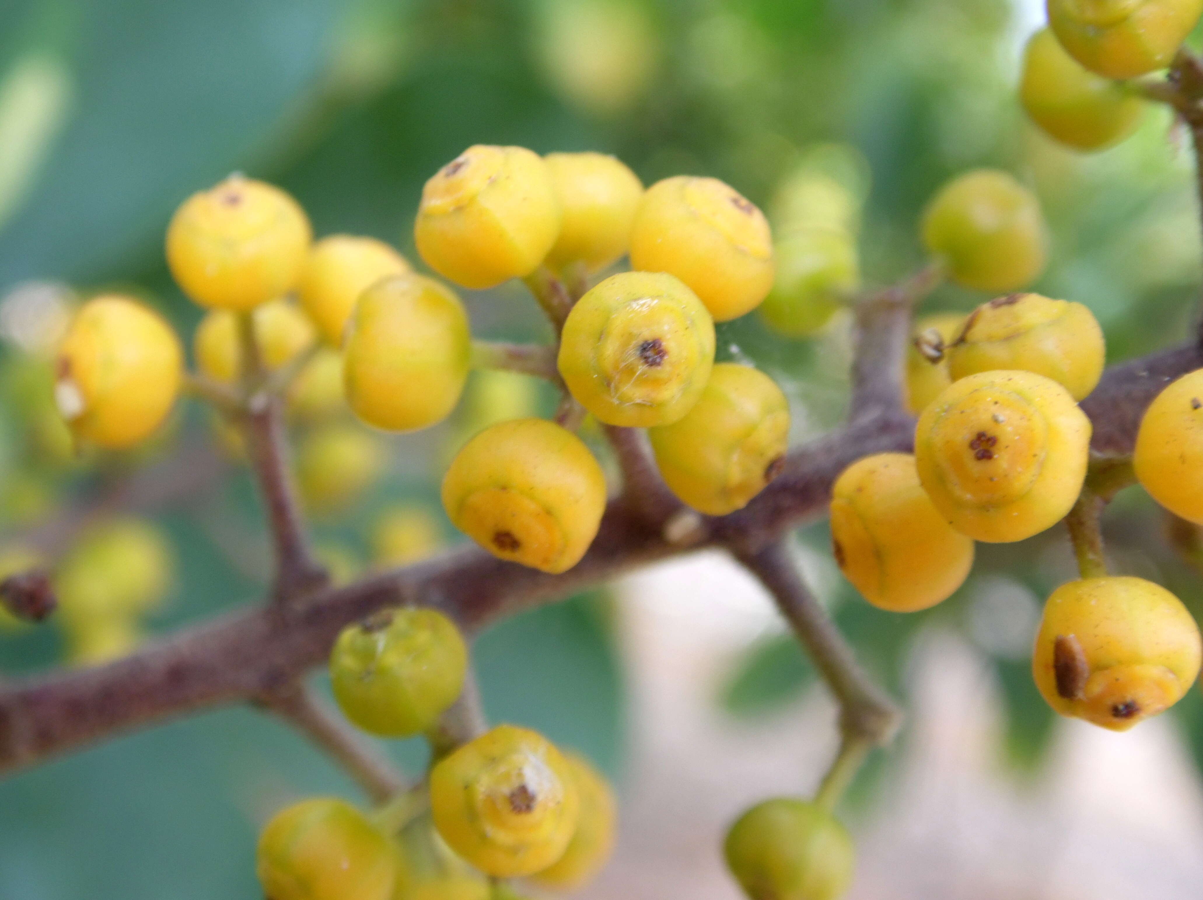 Image of Dwarf Umbrella Tree