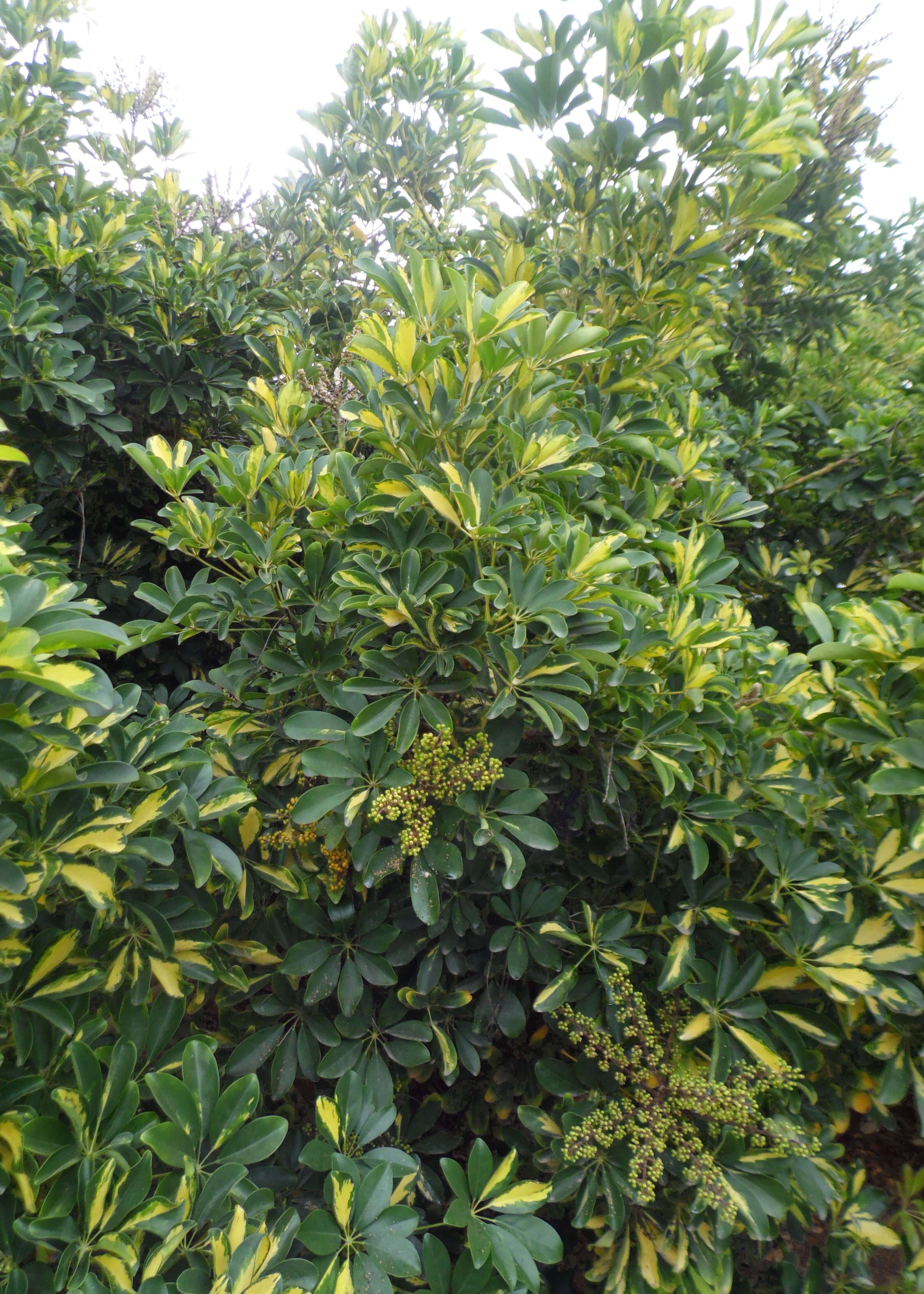 Image of Dwarf Umbrella Tree