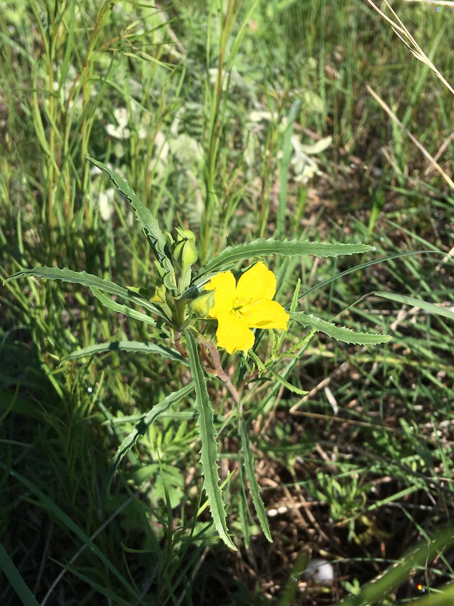 Image of Oenothera serrulata Nutt.