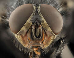 Image of Blue blowfly