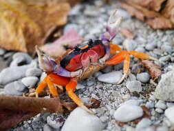 Image of Mexican Land Crab