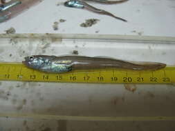 Image of Pale eelpout