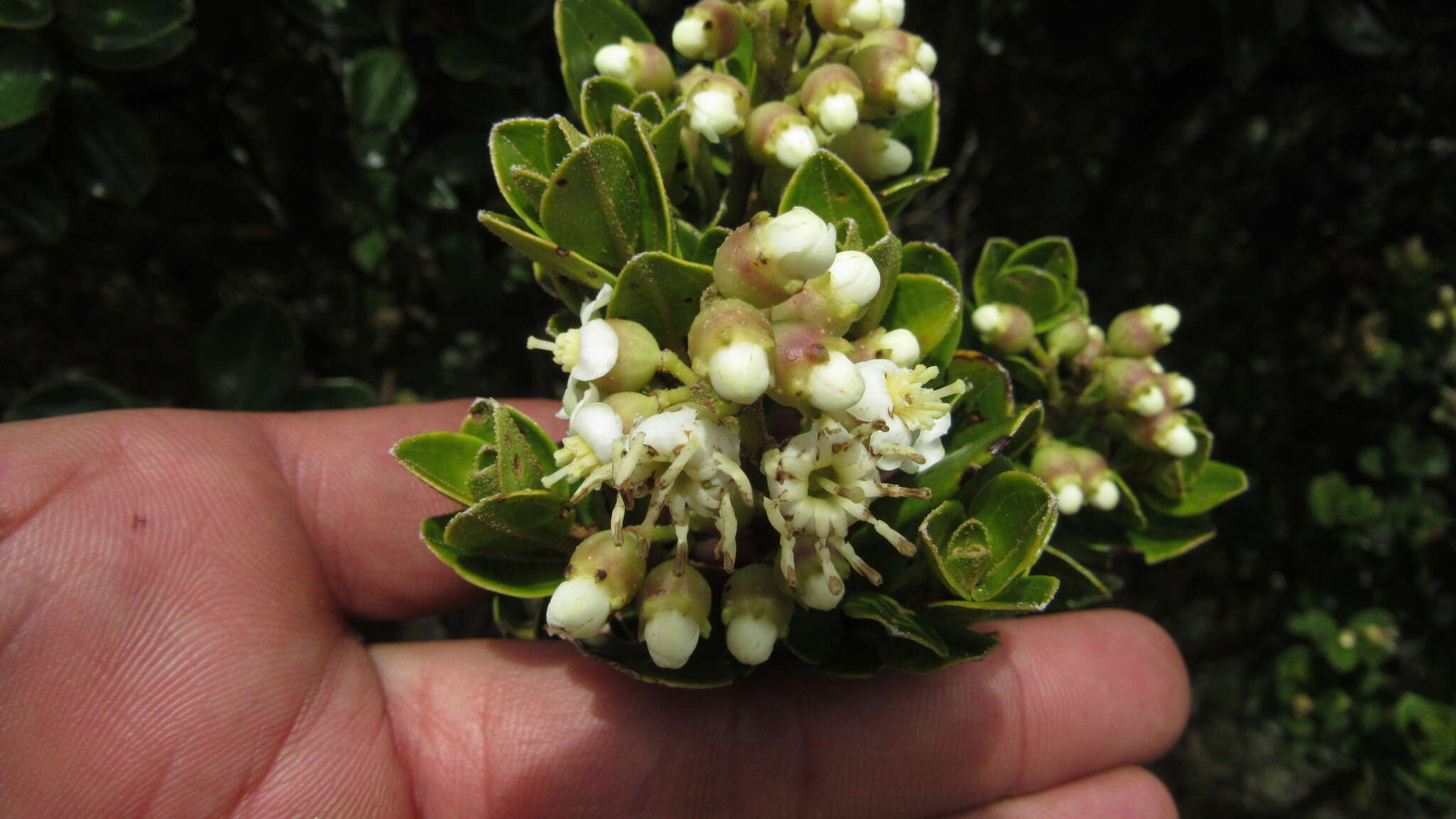 Image of Miconia summa Cuatrec.