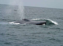 Image of Pygmy Blue Whale