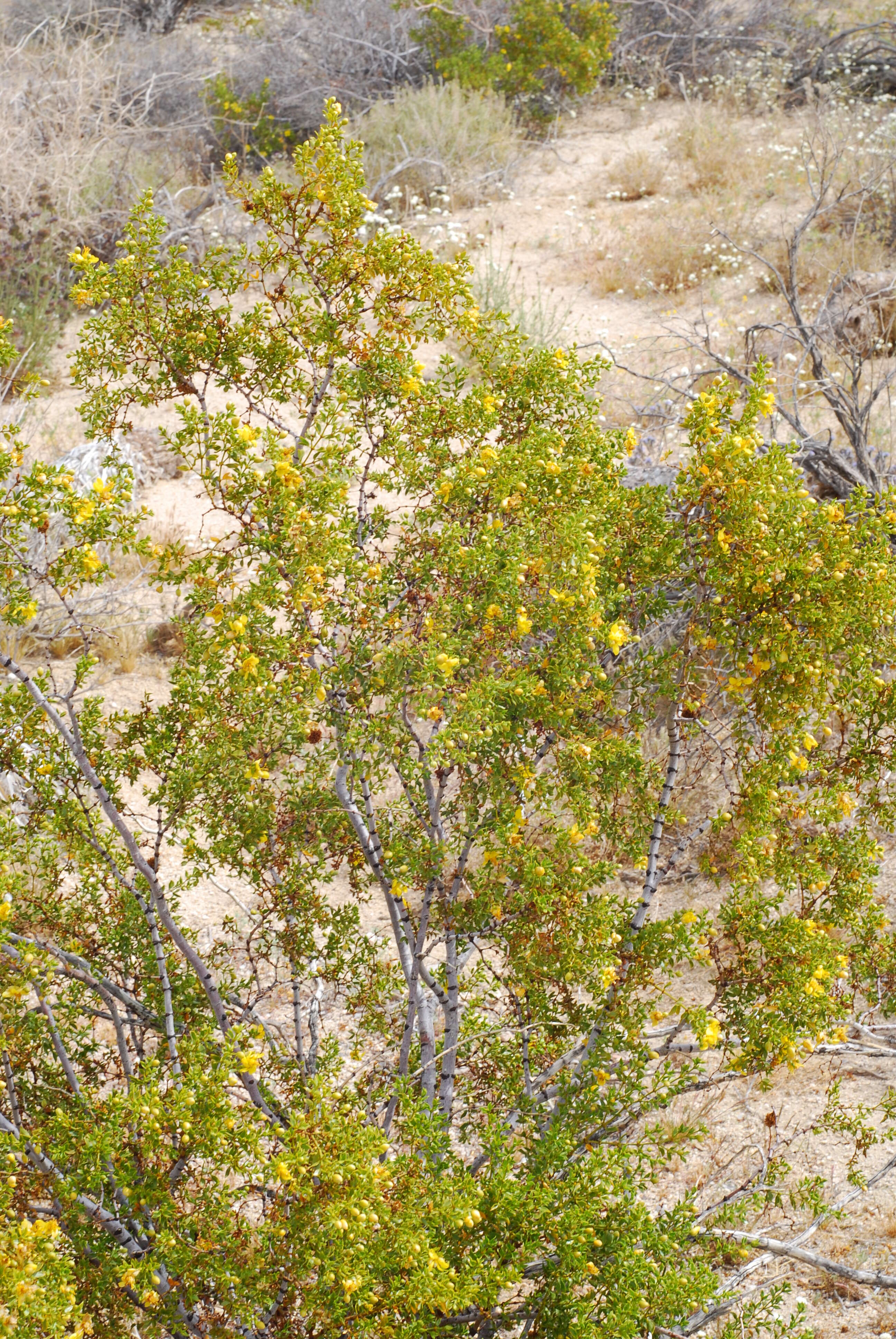 Image de Larrea tridentata (Sesse & Moc. ex DC.) Coult.