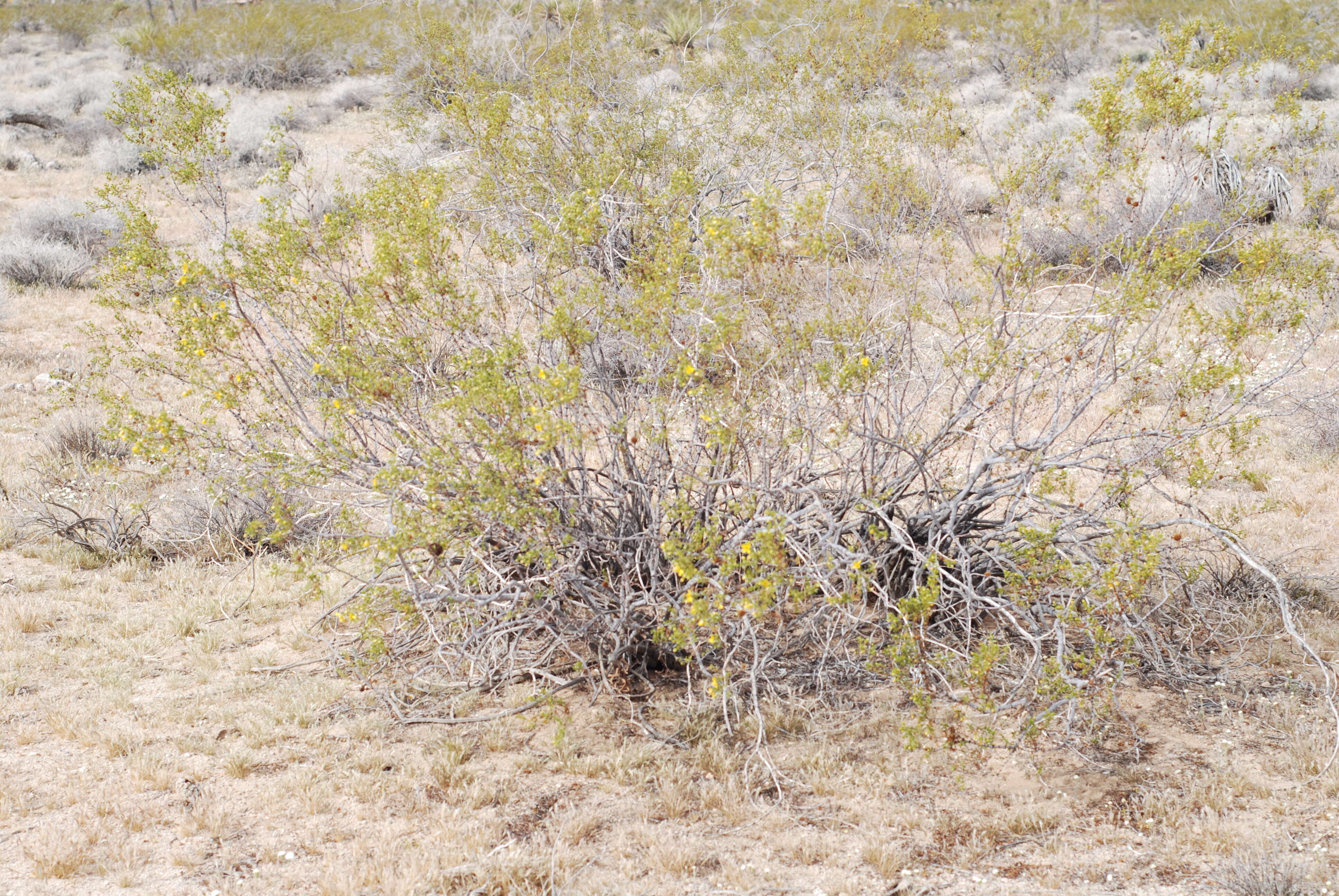 Image de Larrea tridentata (Sesse & Moc. ex DC.) Coult.