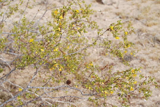 Image de Larrea tridentata (Sesse & Moc. ex DC.) Coult.