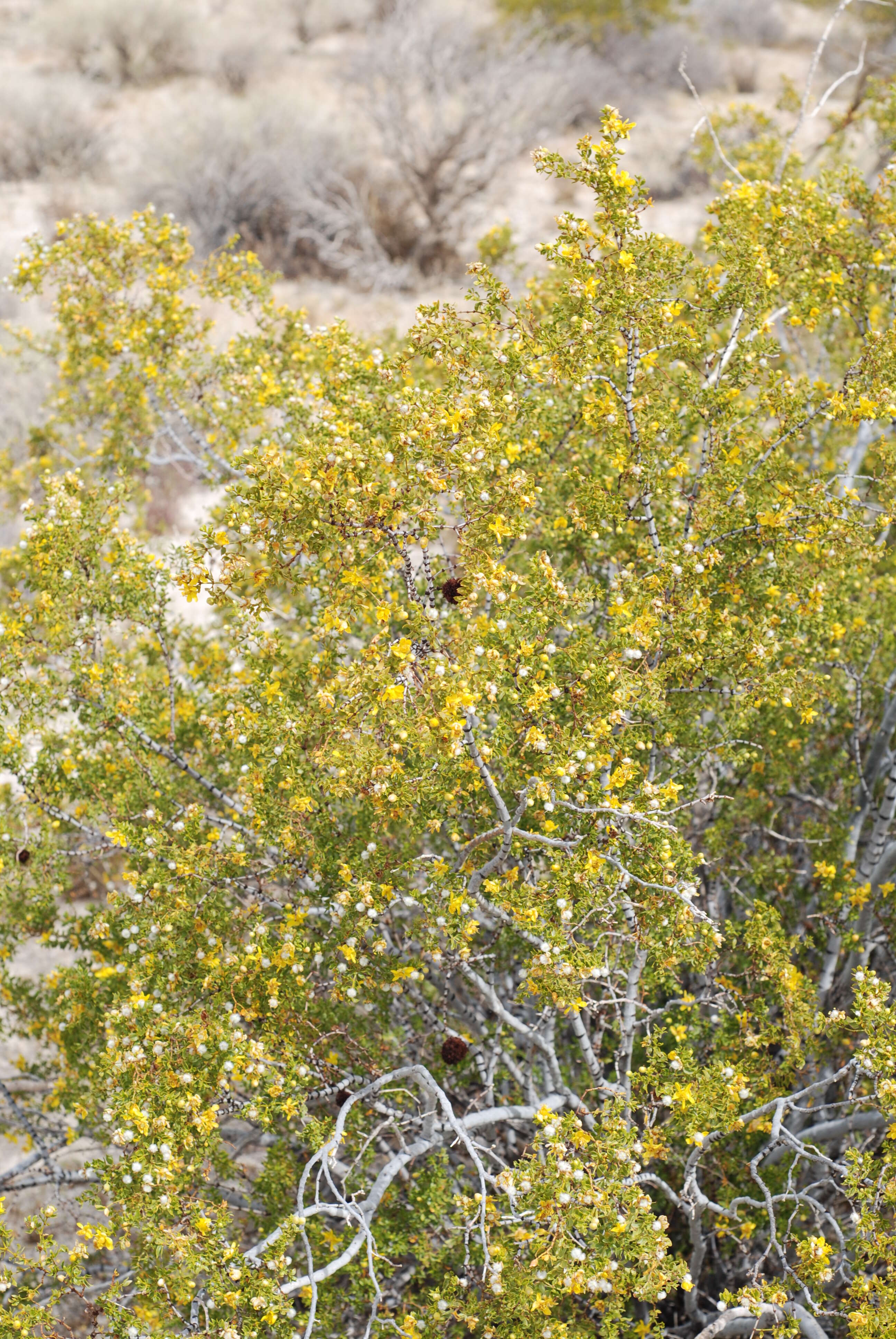 Image of creosote bush