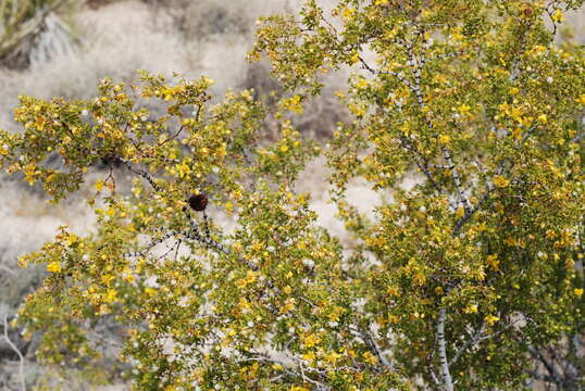 Image of creosote bush