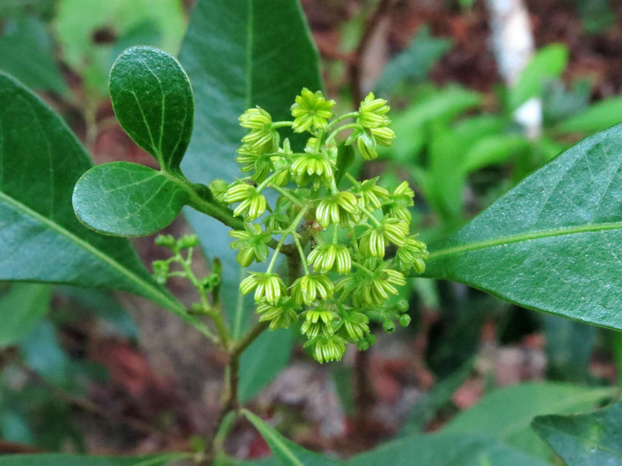 Image of Dodonaea polyandra Merr. & Perry