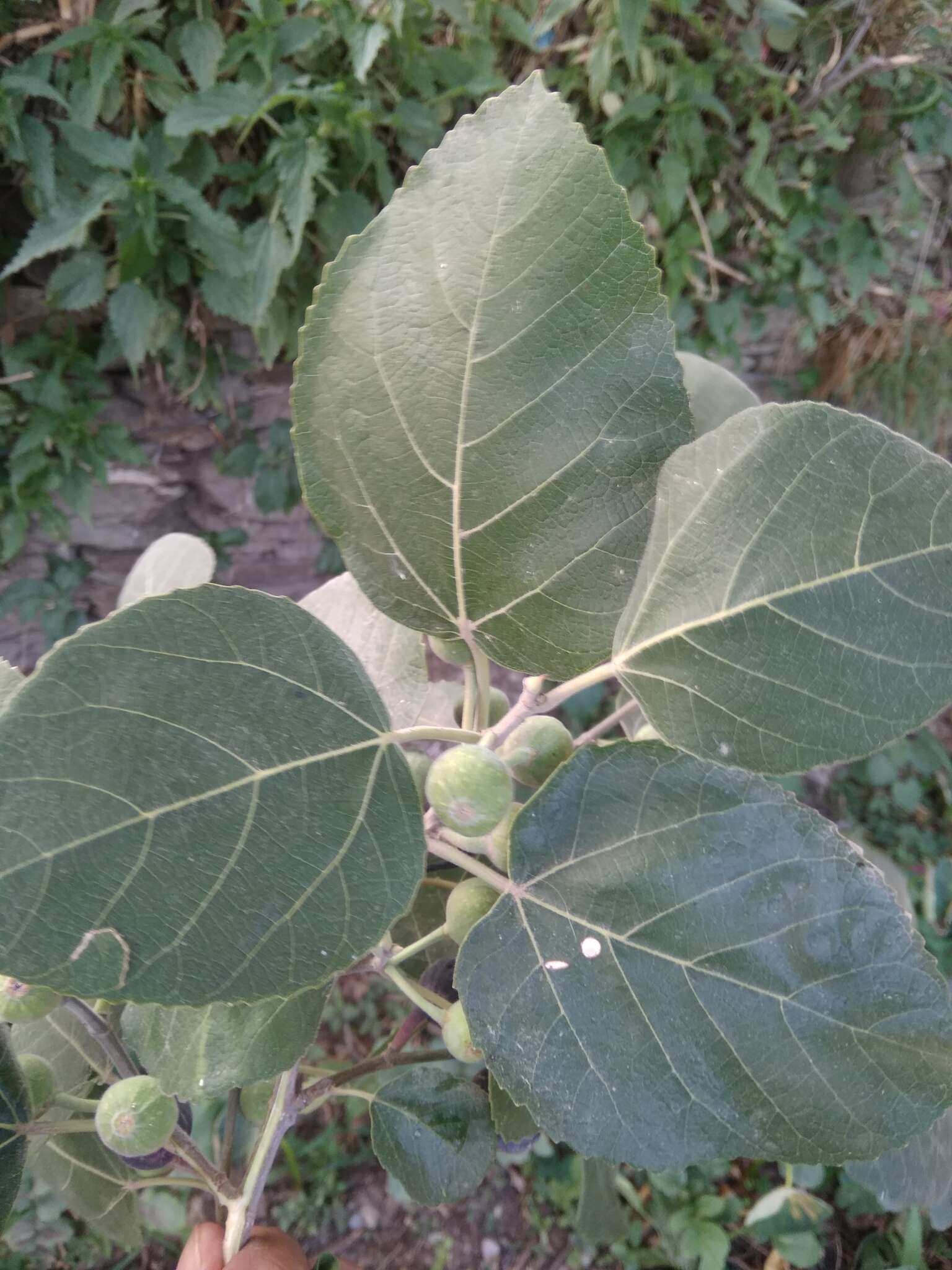 Image of Punjab fig
