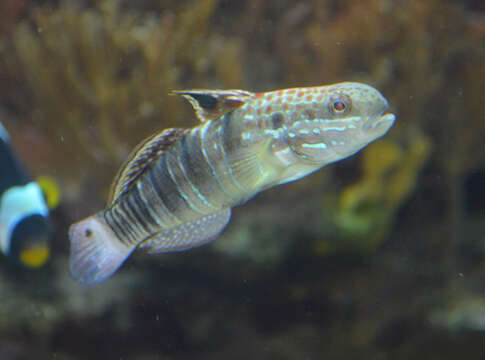 Image of Half-barred goby