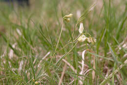 Image of Lathyrus pannonicus subsp. collinus (J. Ortmann) Soo